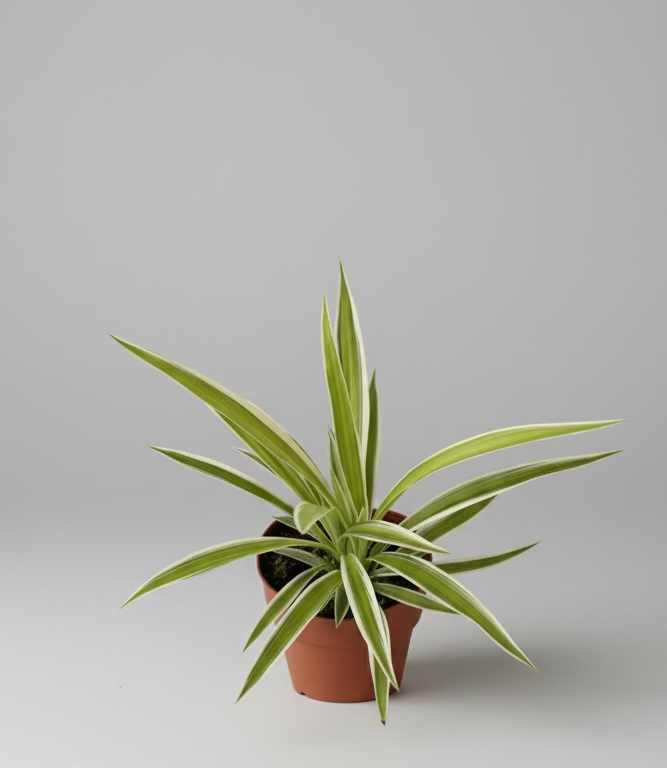 Spider Plant - Chlorophytum comosum - 4 Inch Nursery Pot - Easy to Grow - Beginner Houseplant - Air Purifying Plant - Low-maintenance - Office Plant