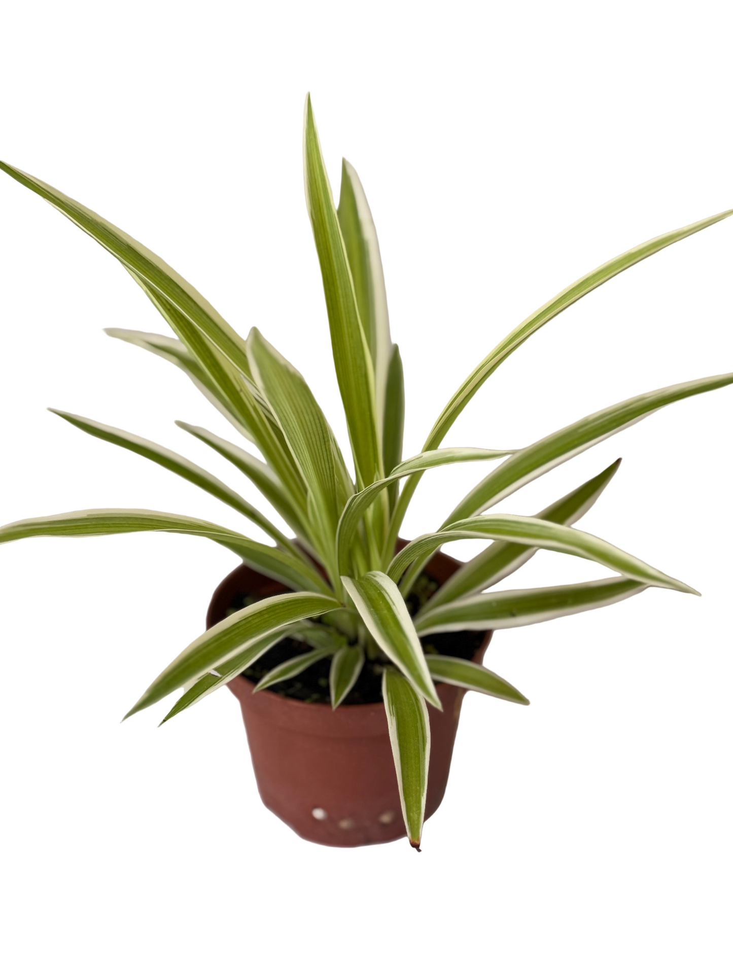 Spider Plant - Chlorophytum comosum - 4 Inch Nursery Pot - Easy to Grow - Beginner Houseplant - Air Purifying Plant - Low-maintenance - Office Plant