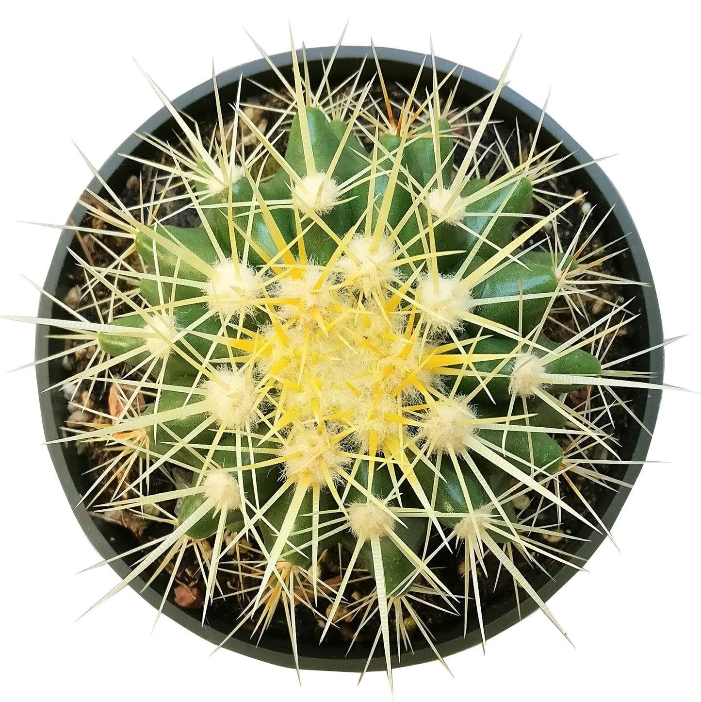 Golden Barrel Cactus