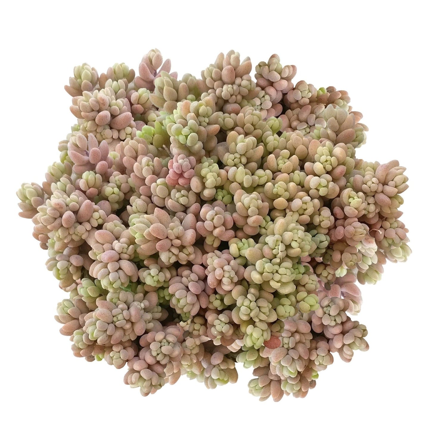 Sedum Minor Succulent