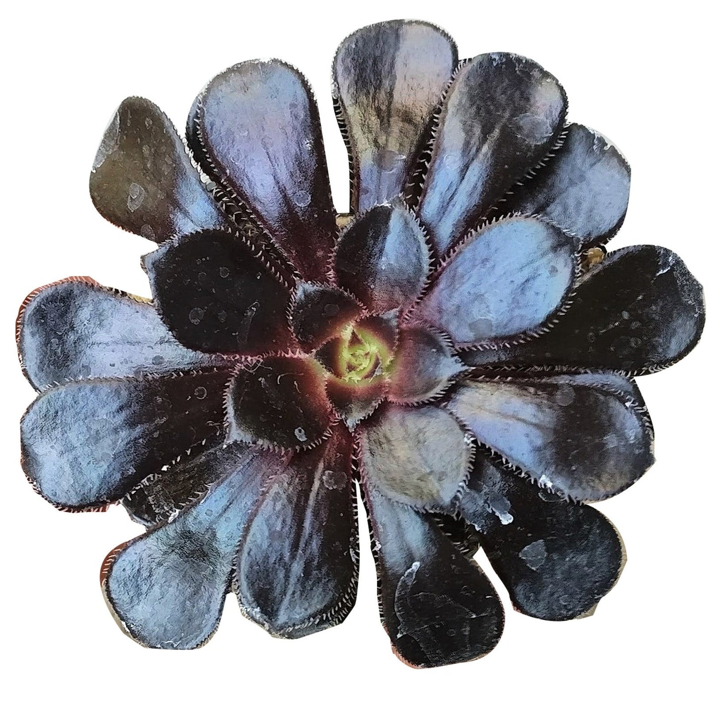 Aeonium Black Rose Zwartkop