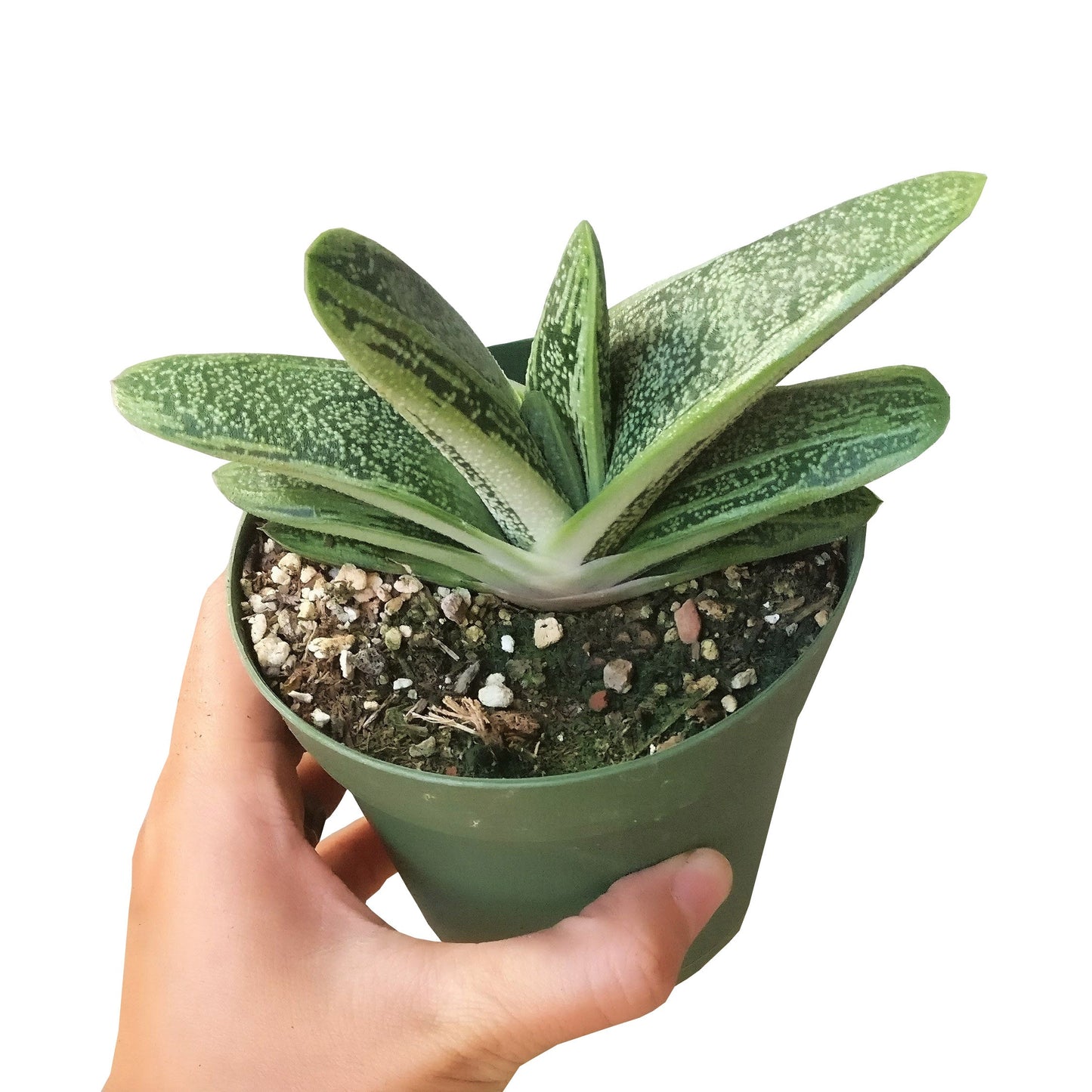 Gasteria Little Warty