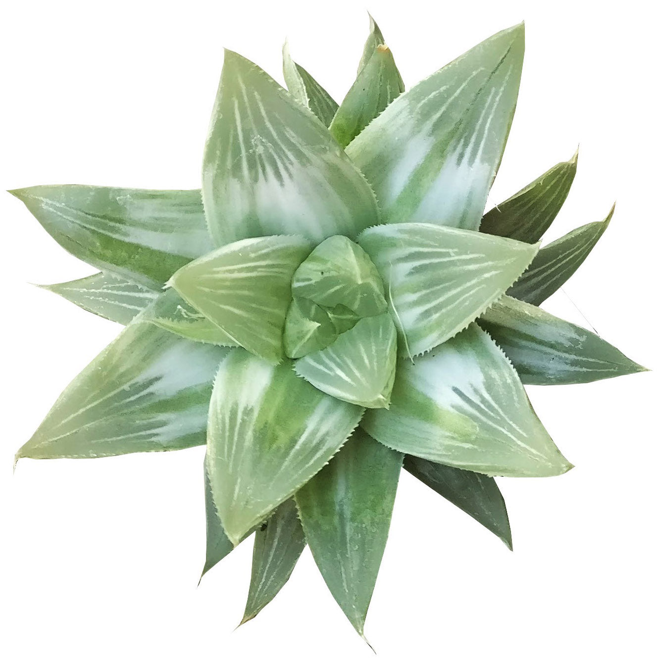 Haworthia White Ghost