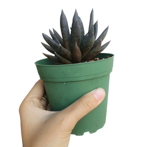 Echeveria Black Knight