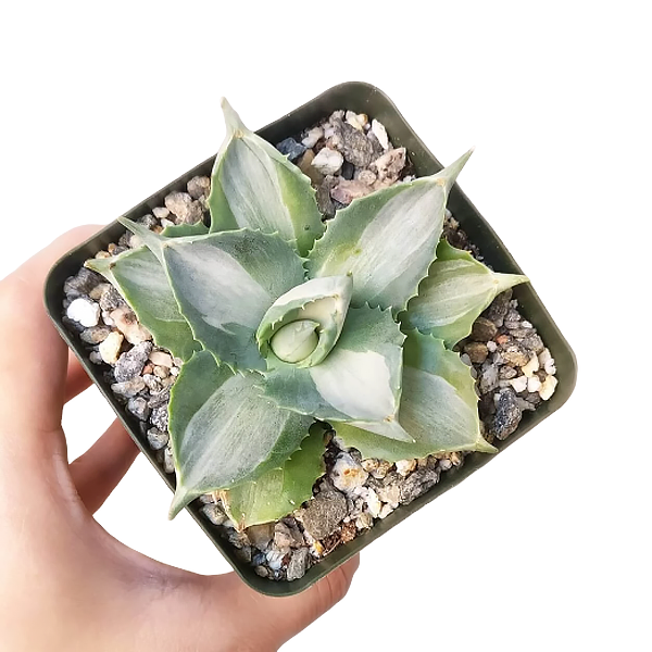 Variegated Butterfly Agave