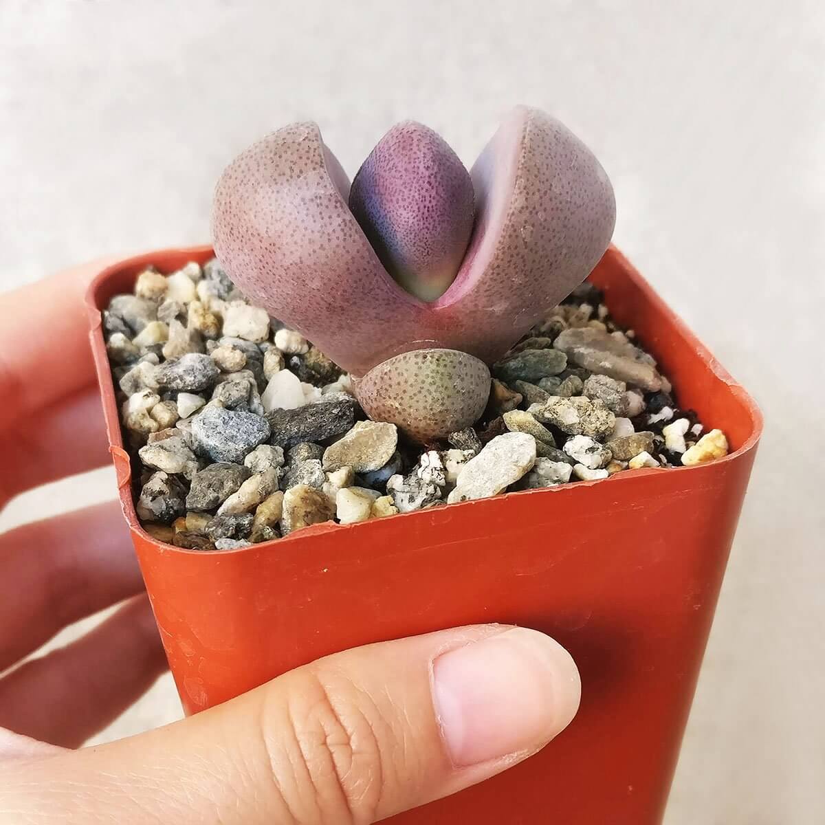 Royal Flush Succulent Purple Split Rock Cactus