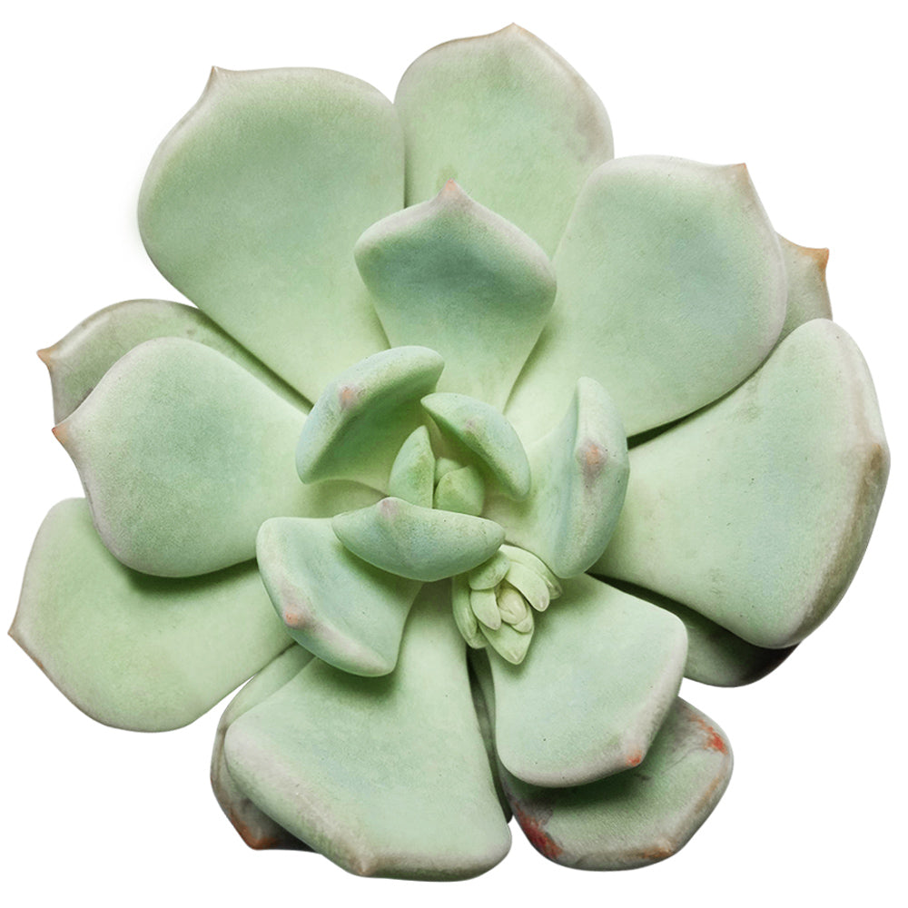 Graptoveria Moonglow