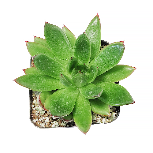 Echeveria Agavoides Christmas