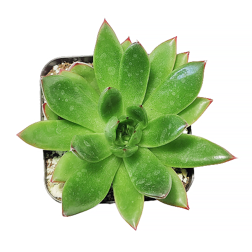 Echeveria Agavoides Christmas