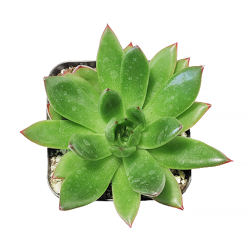 Echeveria Agavoides Christmas