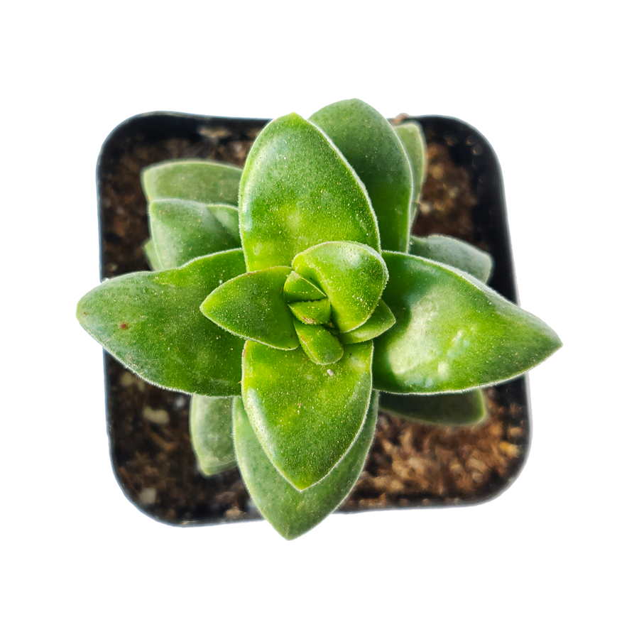 Crassula Springtime Succulent