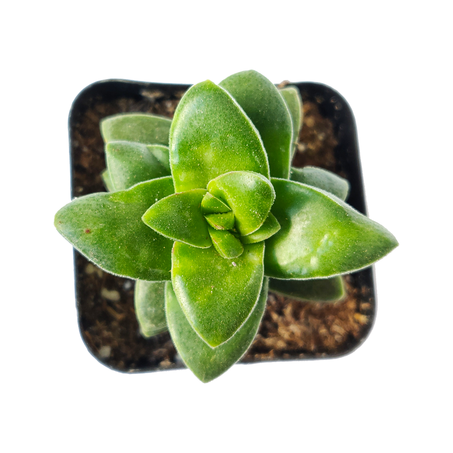 springtime succulent Crassula Springtime Succulent fully rooted with Care Guide 2 inch / Plastic Pot by Succulents Box