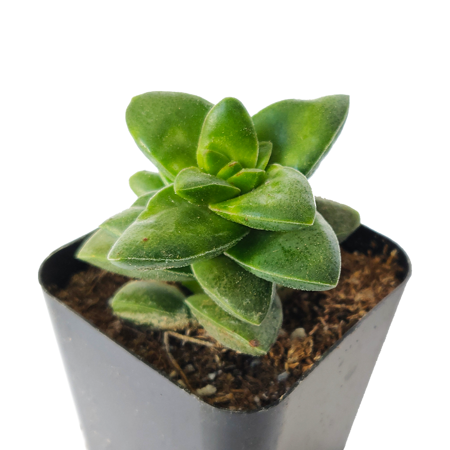 Crassula Springtime Succulent