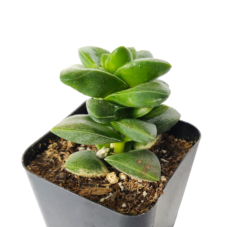 Crassula Springtime Succulent