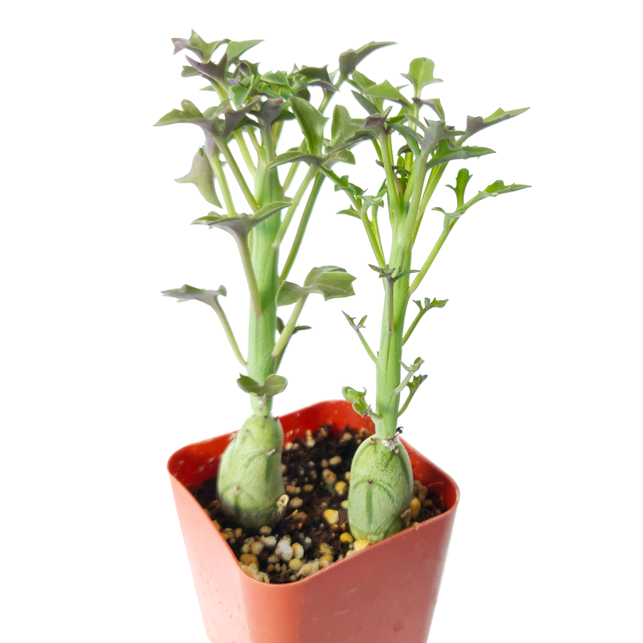 Senecio Articulatus Candle Plant