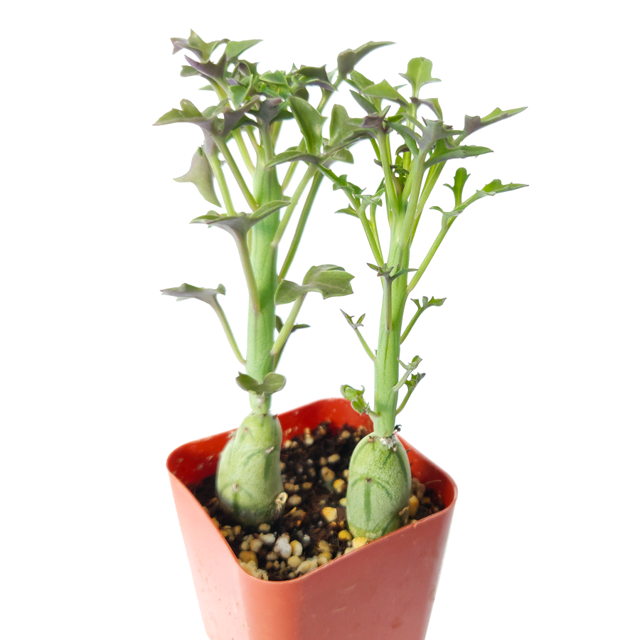 candle plant succulent flower Senecio Articulatus Candle Plant