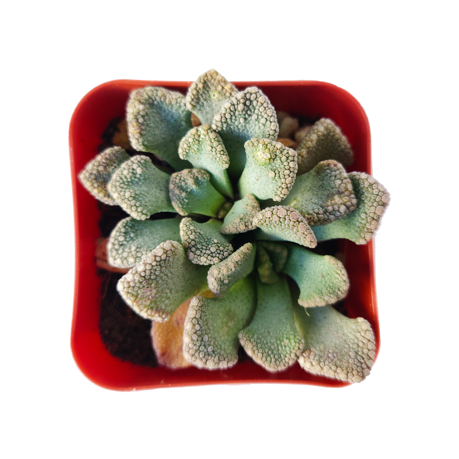 Concrete Leaf Titanopsis Calcarea