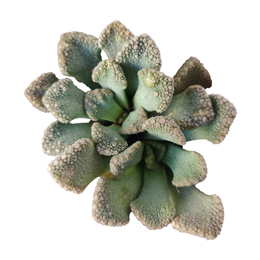 Concrete Leaf Titanopsis Calcarea