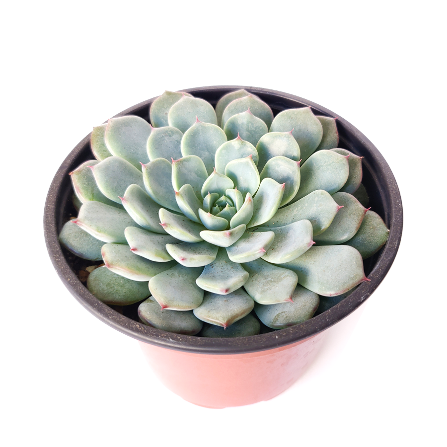 Echeveria Minima