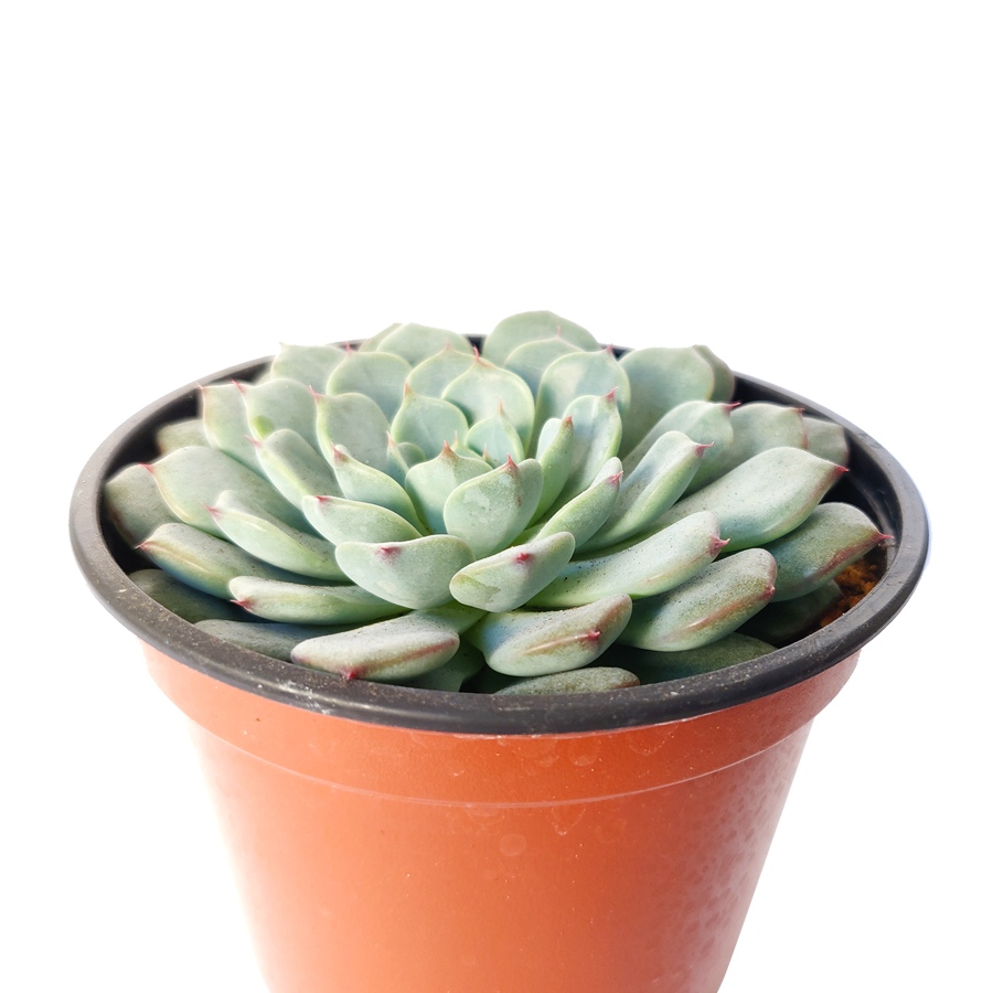 Echeveria Minima