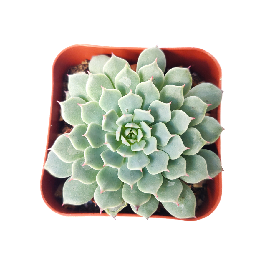 Echeveria Minima