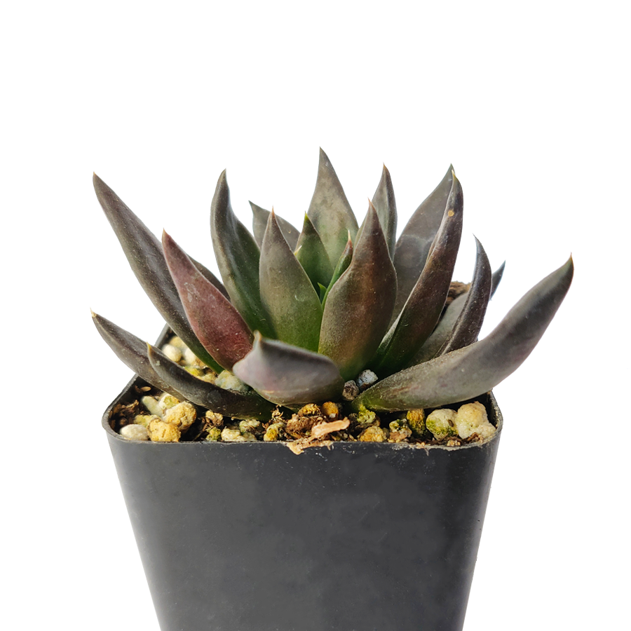 Echeveria Black Knight