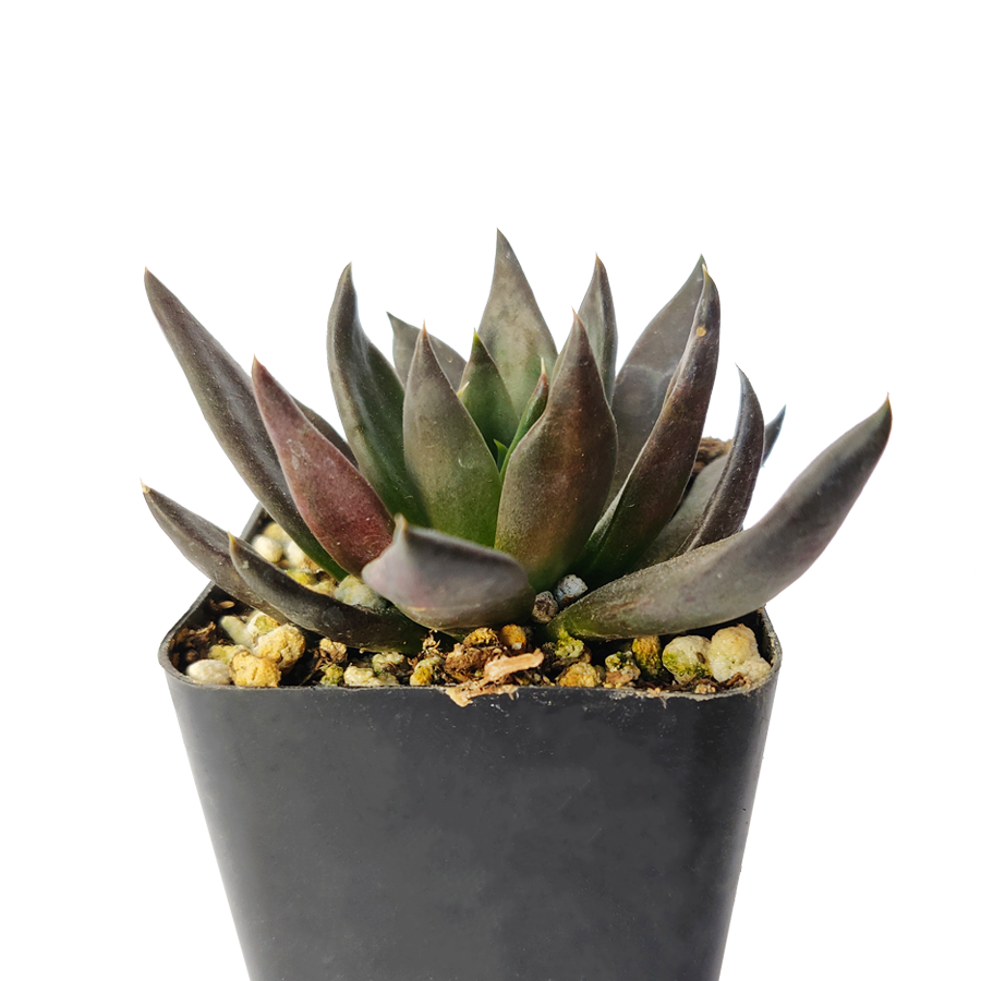 black knight succulent plant Echeveria Black Knight – Lovehopegrow