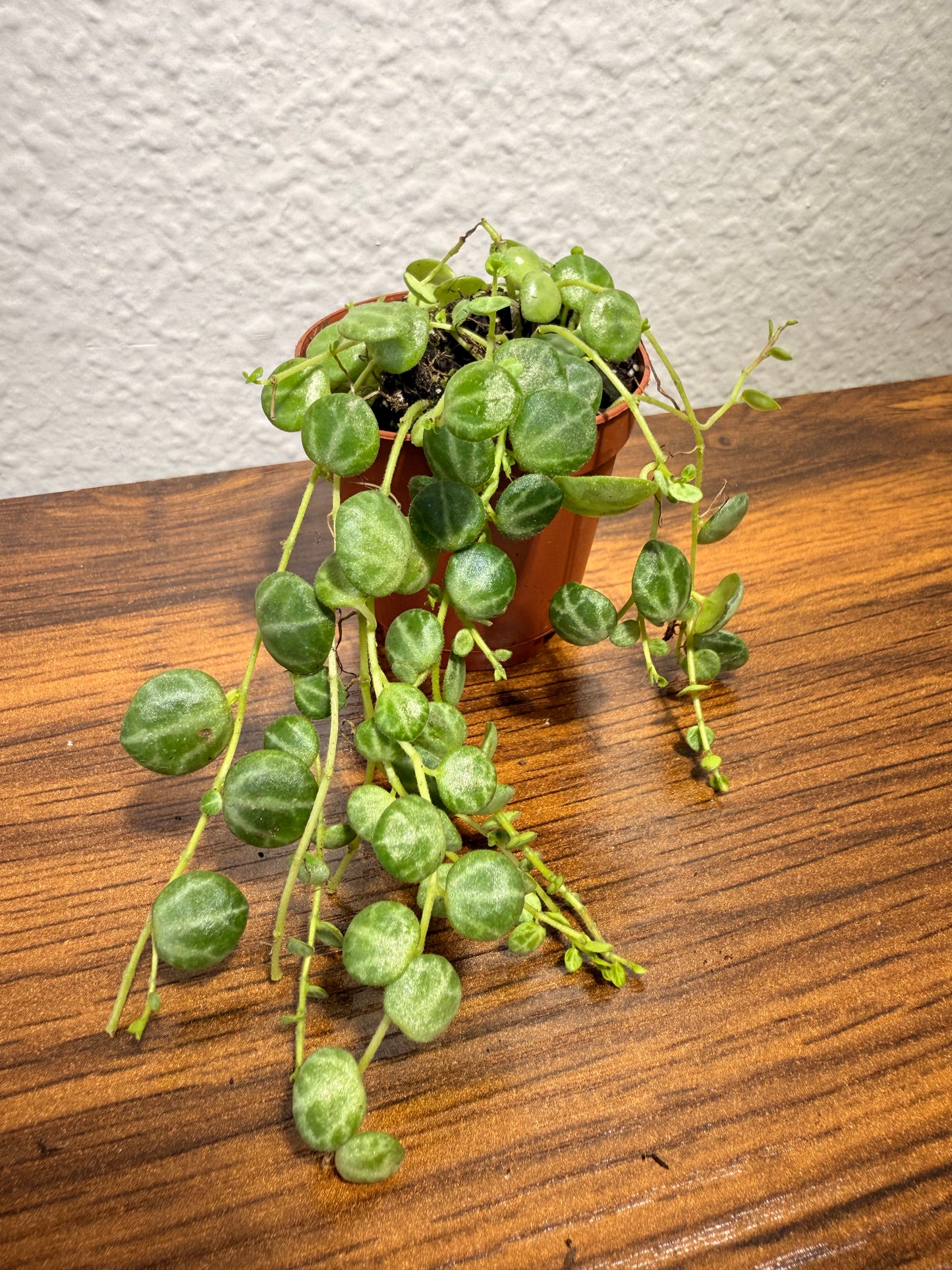 String of Turtles Live Plant - Peperomia prostrata - Easy Care Indoor Vine Plant - Bright Indirect Light and Minimal Watering - Great Beginner Plant -