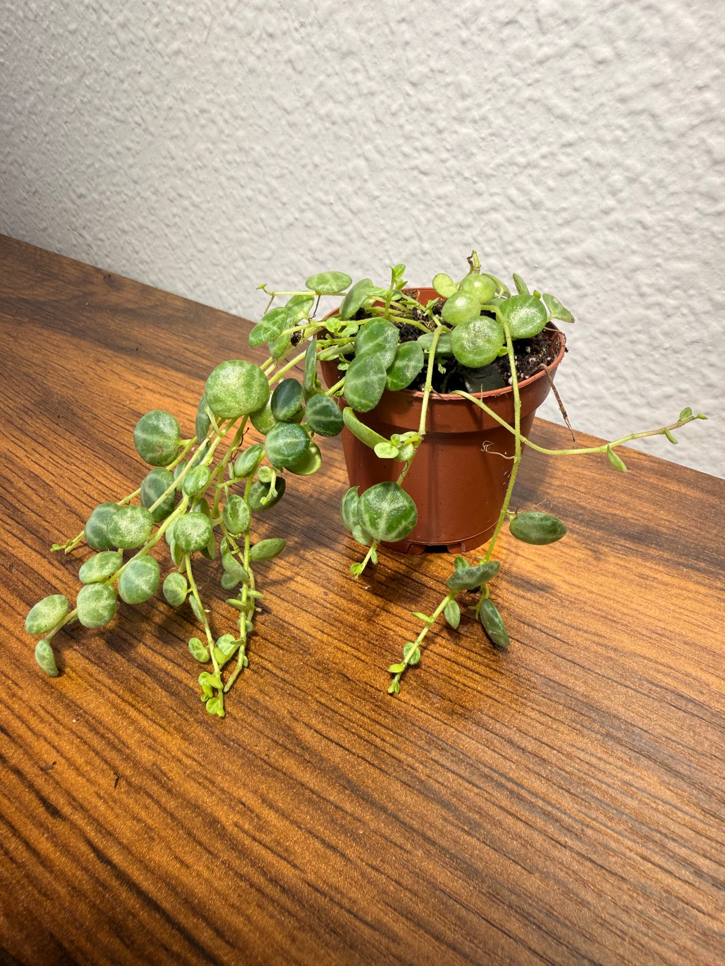 String of Turtles Live Plant - Peperomia prostrata - Easy Care Indoor Vine Plant - Bright Indirect Light and Minimal Watering - Great Beginner Plant -