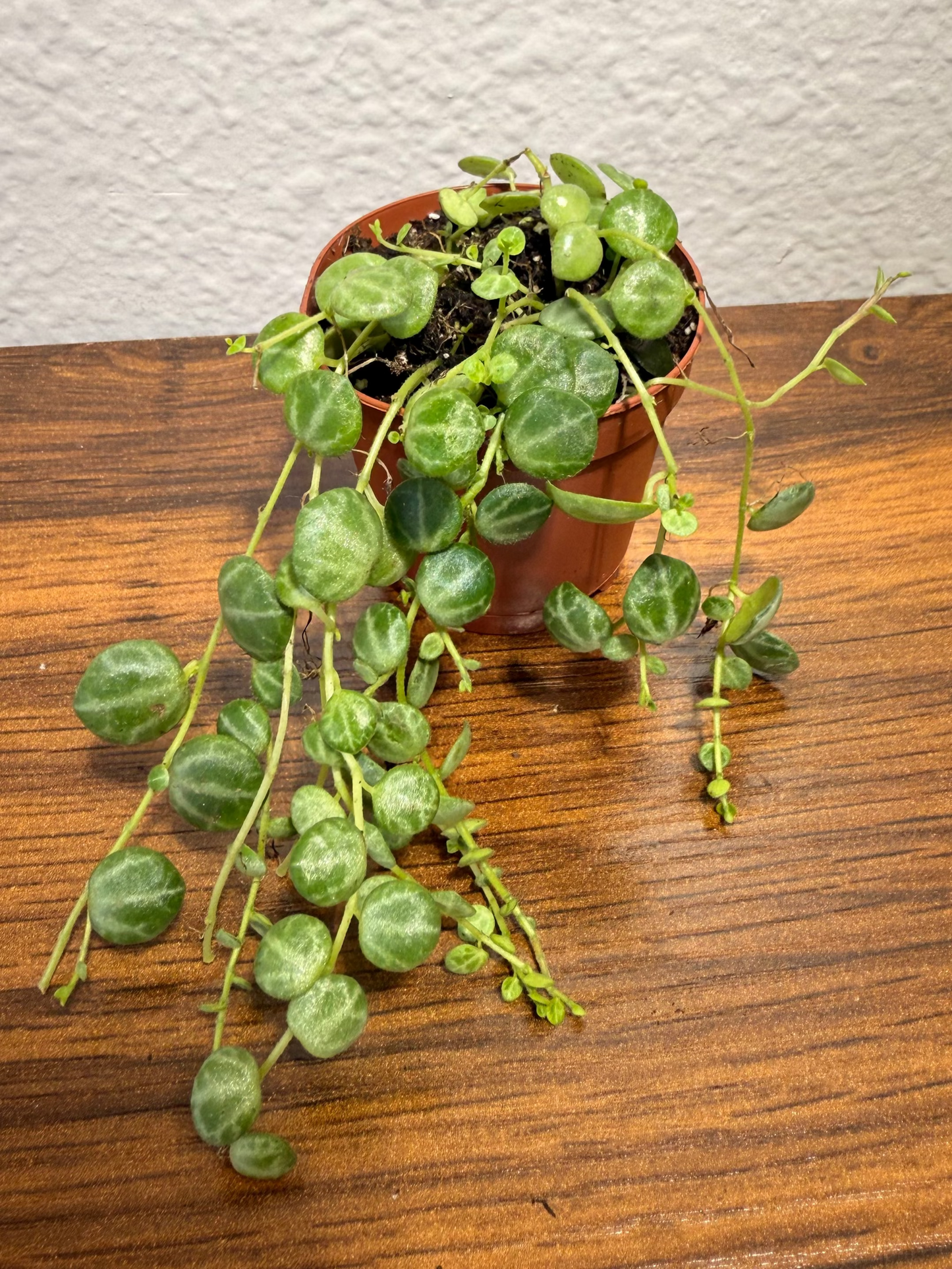String of Turtles Live Plant - Peperomia prostrata - Easy Care Indoor Vine Plant - Bright Indirect Light and Minimal Watering - Great Beginner Plant -