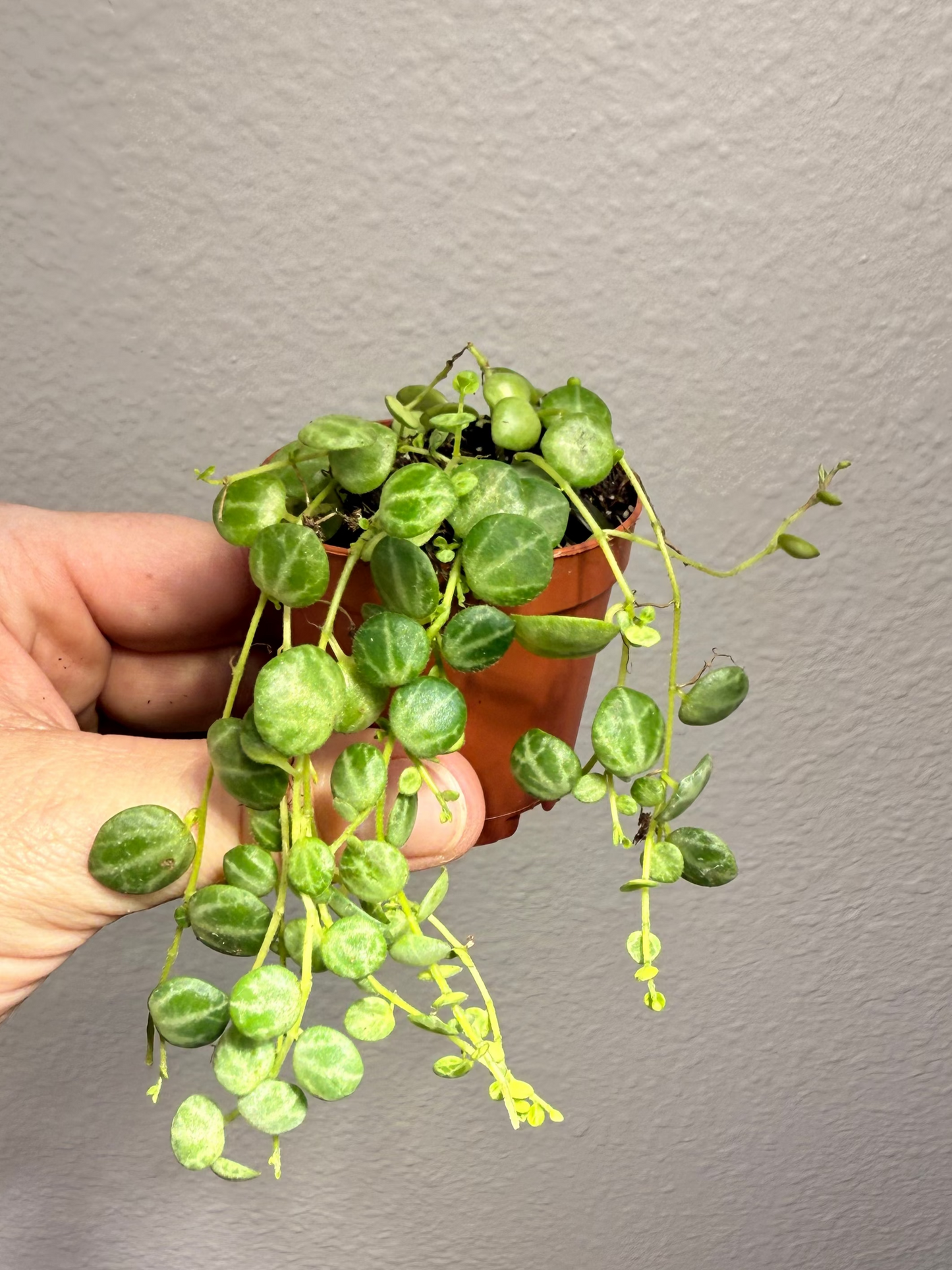 String of Turtles Live Plant - Peperomia prostrata - Easy Care Indoor Vine Plant - Bright Indirect Light and Minimal Watering - Great Beginner Plant -