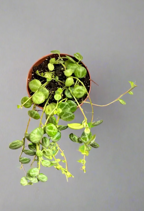 String of Turtles Live Plant - Peperomia prostrata - Easy Care Indoor Vine Plant - Bright Indirect Light and Minimal Watering - Great Beginner Plant -