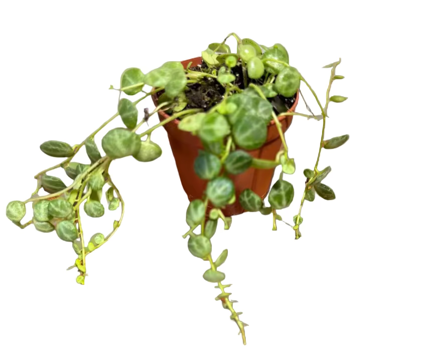 String of Turtles Live Plant - Peperomia prostrata - Easy Care Indoor Vine Plant - Bright Indirect Light and Minimal Watering - Great Beginner Plant -