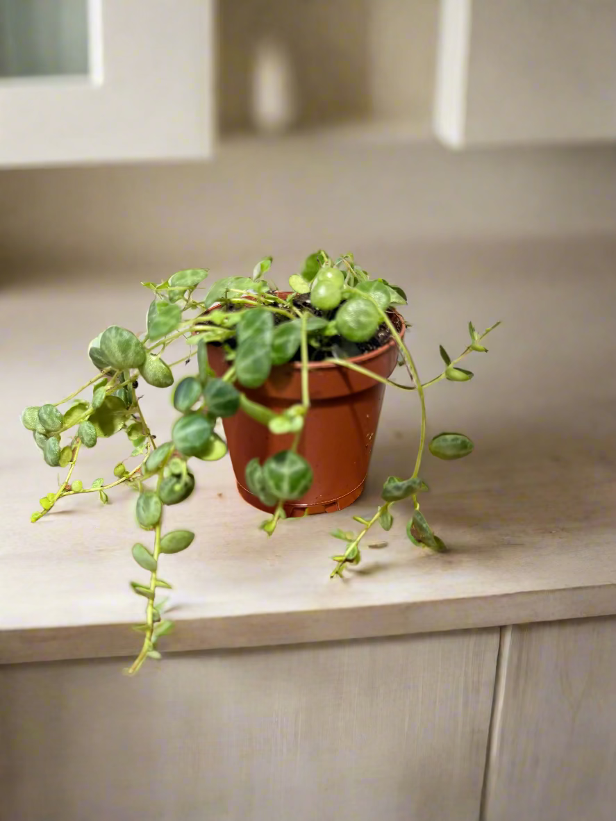 String of Turtles Live Plant - Peperomia prostrata - Easy Care Indoor Vine Plant - Bright Indirect Light and Minimal Watering - Great Beginner Plant -