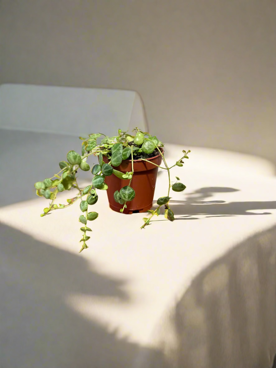 String of Turtles Live Plant - Peperomia prostrata - Easy Care Indoor Vine Plant - Bright Indirect Light and Minimal Watering - Great Beginner Plant -