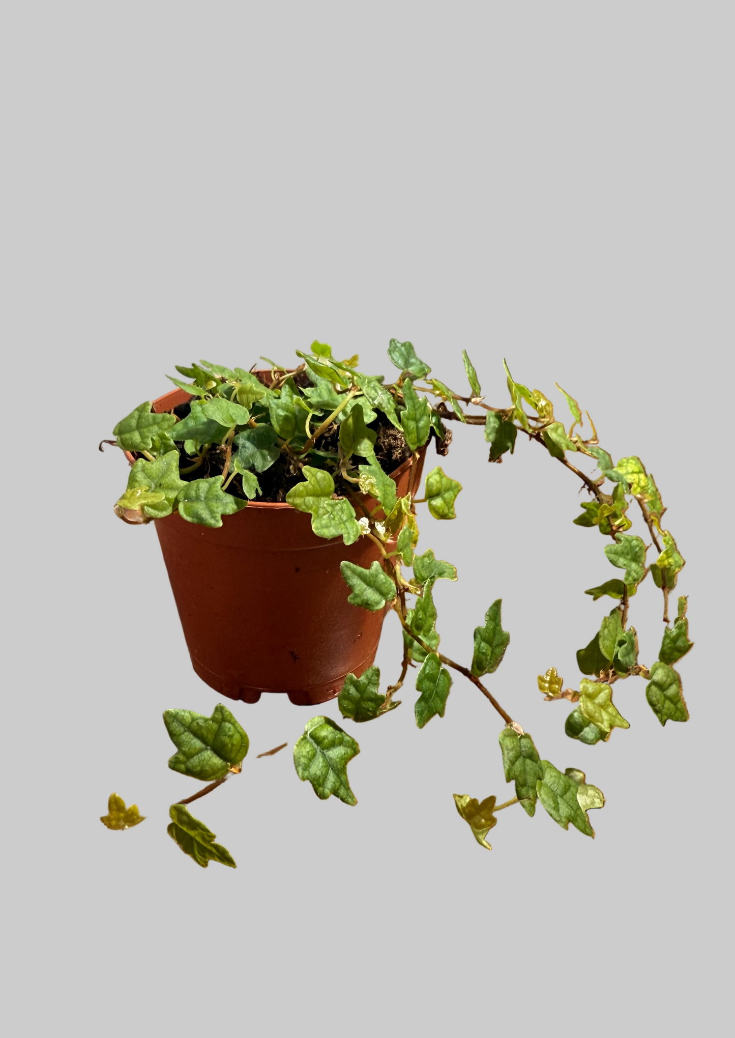 String of Frogs Live Plant - 2" Vine Houseplant - Ficus pumila ‘Quercifolia’ - Easy Care Houseplant - Bright Indirect Light - Low Maitenance