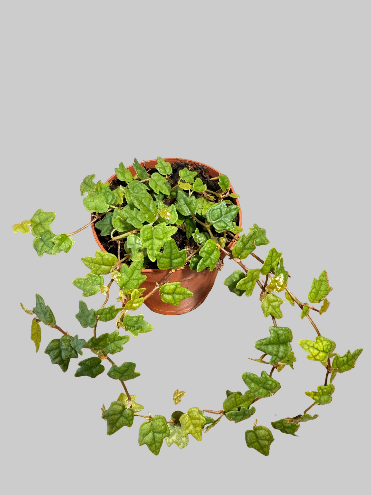 String of Frogs Live Plant - 2" Vine Houseplant - Ficus pumila ‘Quercifolia’ - Easy Care Houseplant - Bright Indirect Light - Low Maitenance