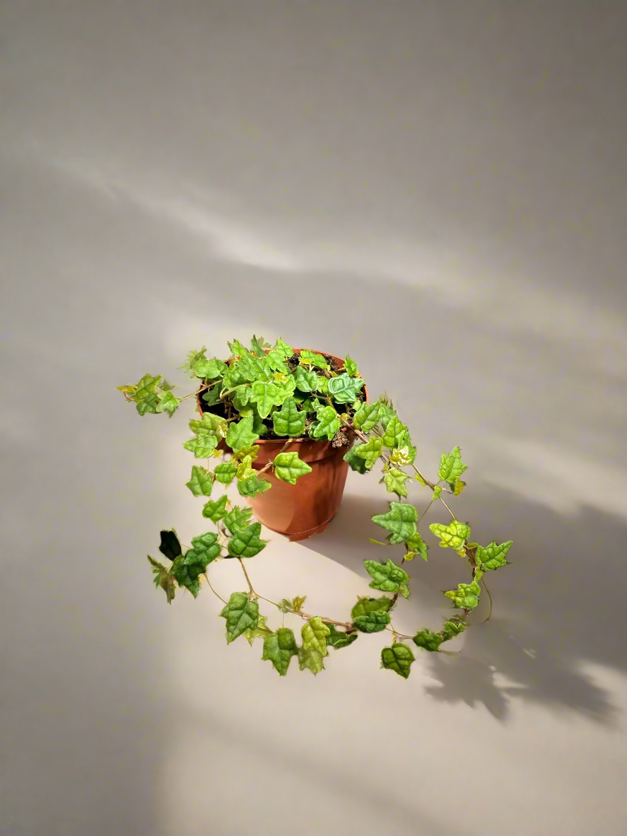 String of Frogs Live Plant - 2" Vine Houseplant - Ficus pumila ‘Quercifolia’ - Easy Care Houseplant - Bright Indirect Light - Low Maitenance