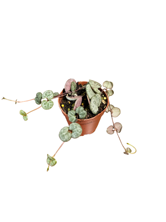 Small String of Hearts - Ceropegia woodii - Low Maintenance House Plant - Indoor Vine - Easy Care Trailing Plant - Low to Medium Light Tolerant