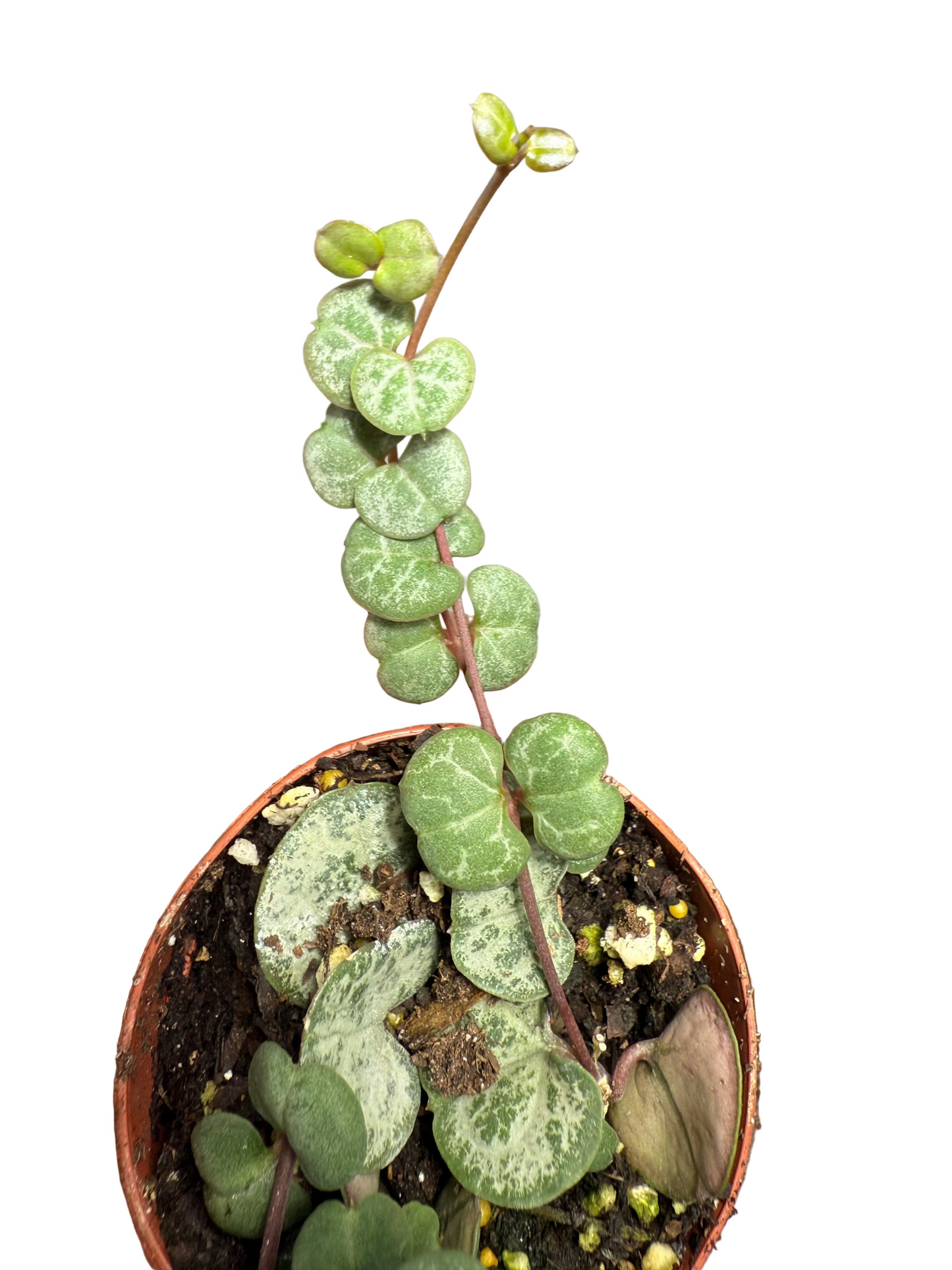 Small String of Hearts - Ceropegia woodii - Low Maintenance House Plant - Indoor Vine - Easy Care Trailing Plant - Low to Medium Light Tolerant