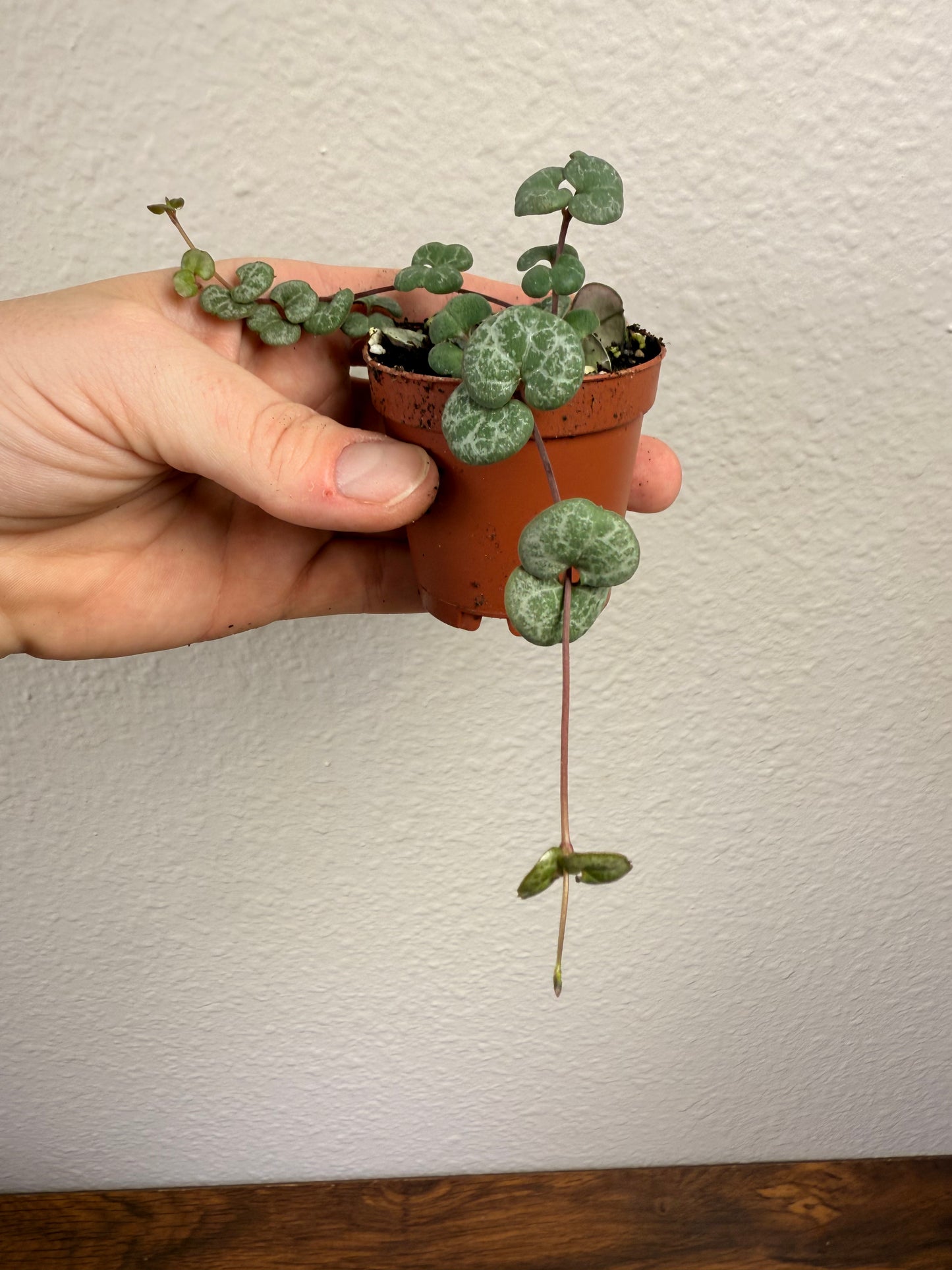 Small String of Hearts - Ceropegia woodii - Low Maintenance House Plant - Indoor Vine - Easy Care Trailing Plant - Low to Medium Light Tolerant