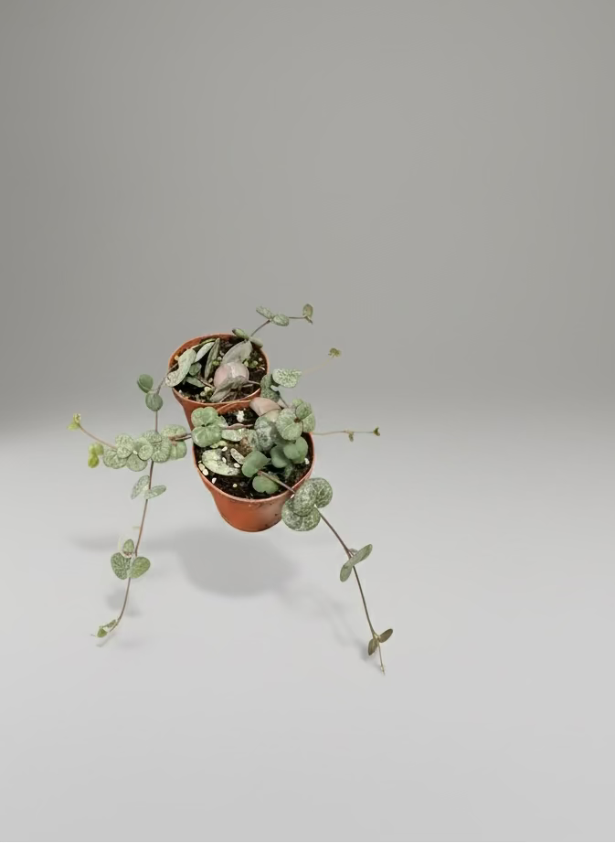 Small String of Hearts - Ceropegia woodii - Low Maintenance House Plant - Indoor Vine - Easy Care Trailing Plant - Low to Medium Light Tolerant