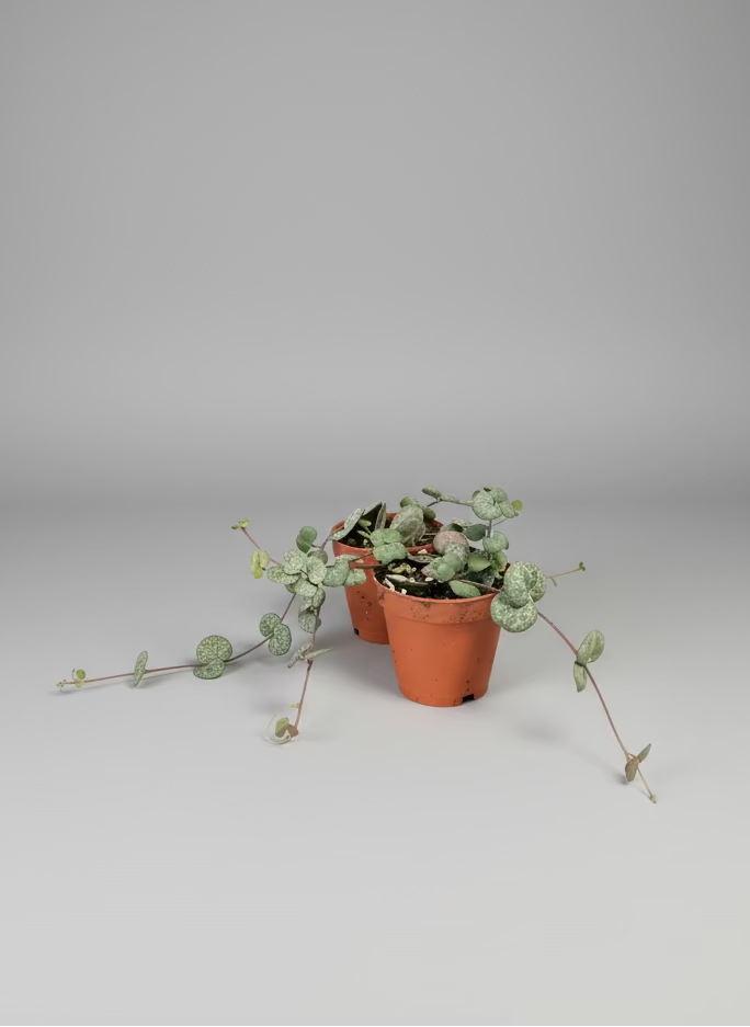 Small String of Hearts - Ceropegia woodii - Low Maintenance House Plant - Indoor Vine - Easy Care Trailing Plant - Low to Medium Light Tolerant