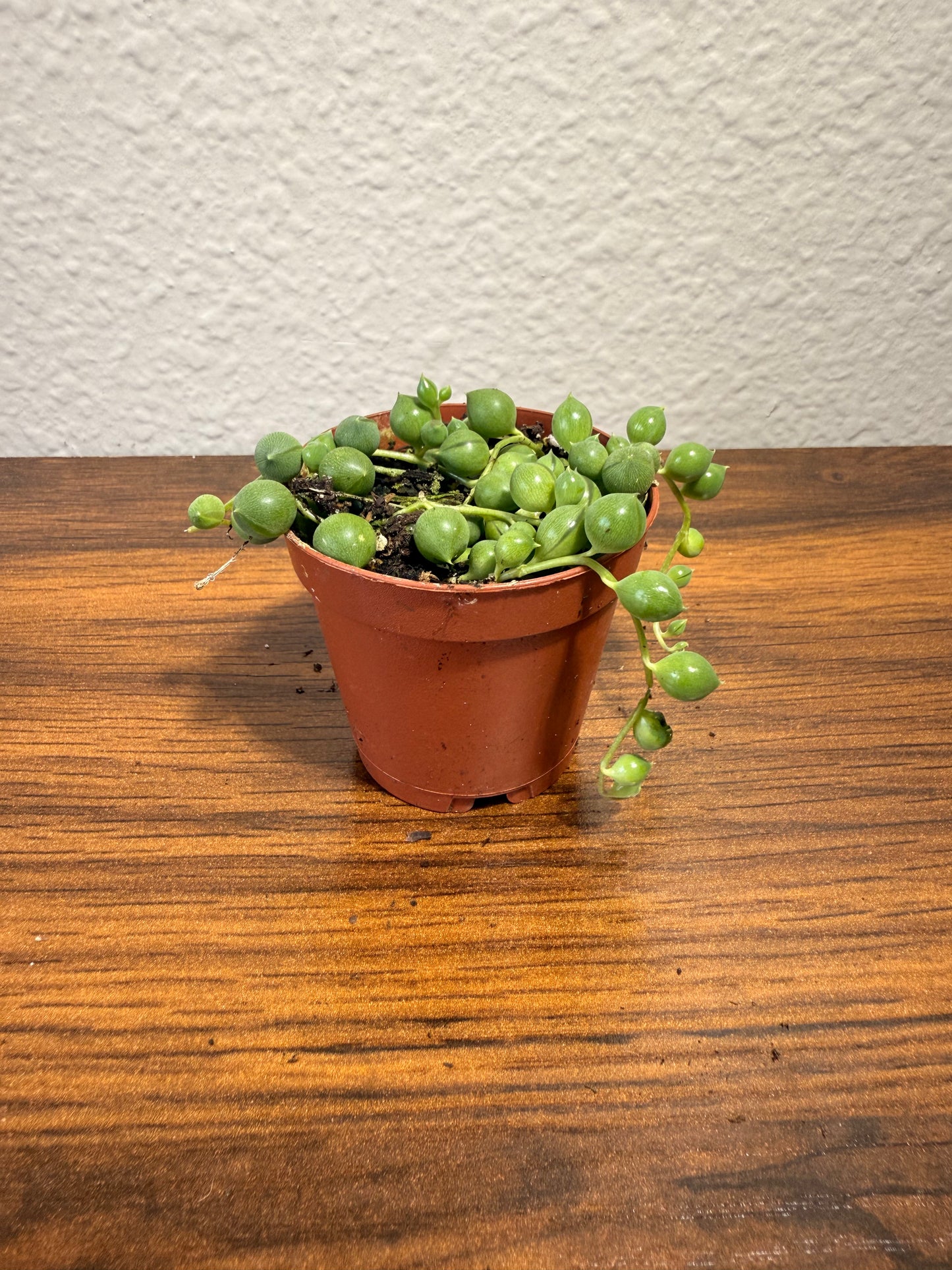 String of Pearls Live Plant - 2" Succulent - Curio rowleyanus - Easy Care Houseplant - Drought Resistant Plant - Indirect Light Vine Plant -