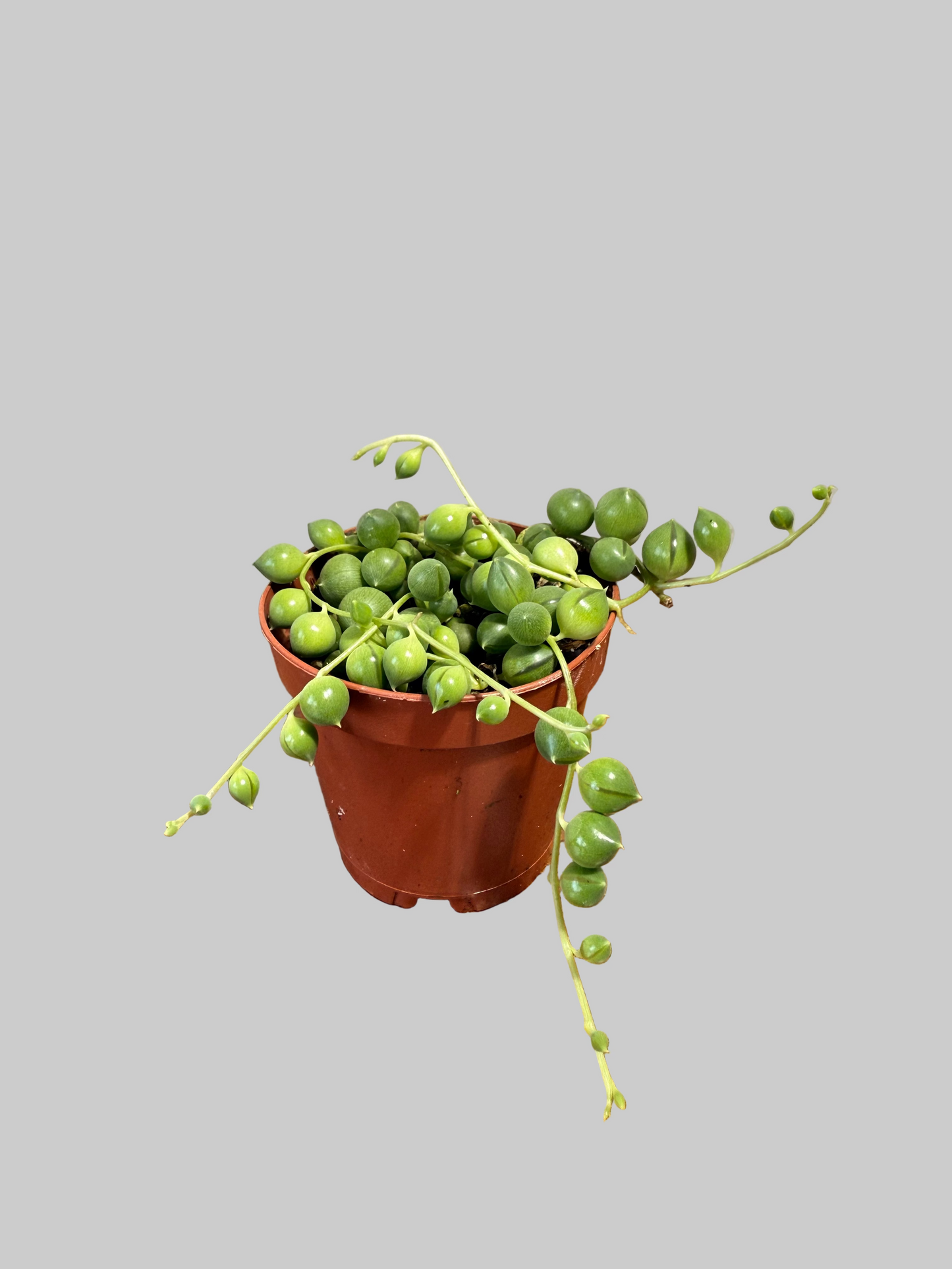 String of Pearls Live Plant - 2" Succulent - Curio rowleyanus - Easy Care Houseplant - Drought Resistant Plant - Indirect Light Vine Plant -