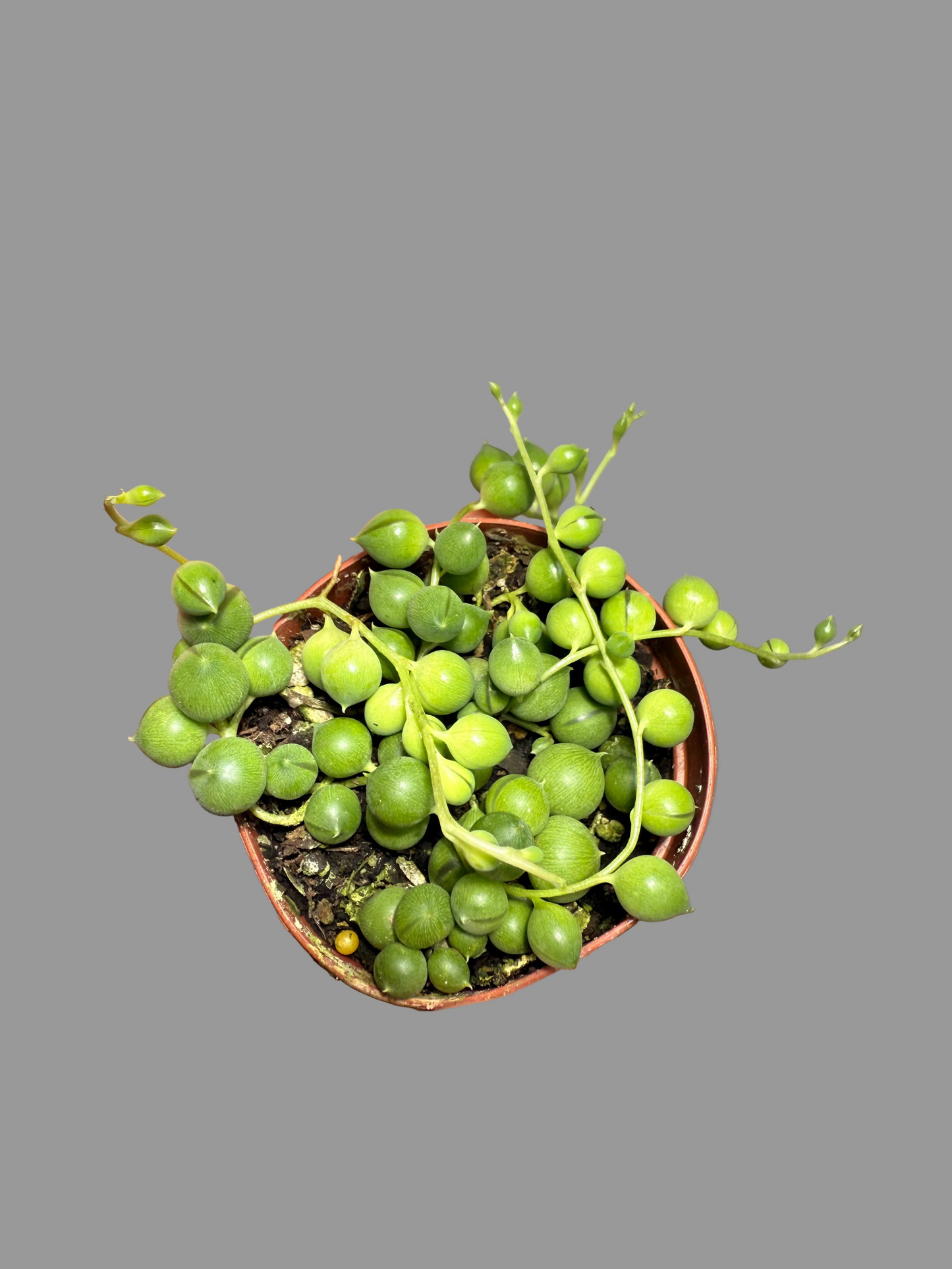String of Pearls Live Plant - 2" Succulent - Curio rowleyanus - Easy Care Houseplant - Drought Resistant Plant - Indirect Light Vine Plant -