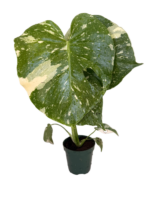 Monstera Thai Constellation Live Plant - Variegated Rare Houseplant - Tropical Indoor Plant - Bright Indirect Light - Unique - 4" Live Potted Plant