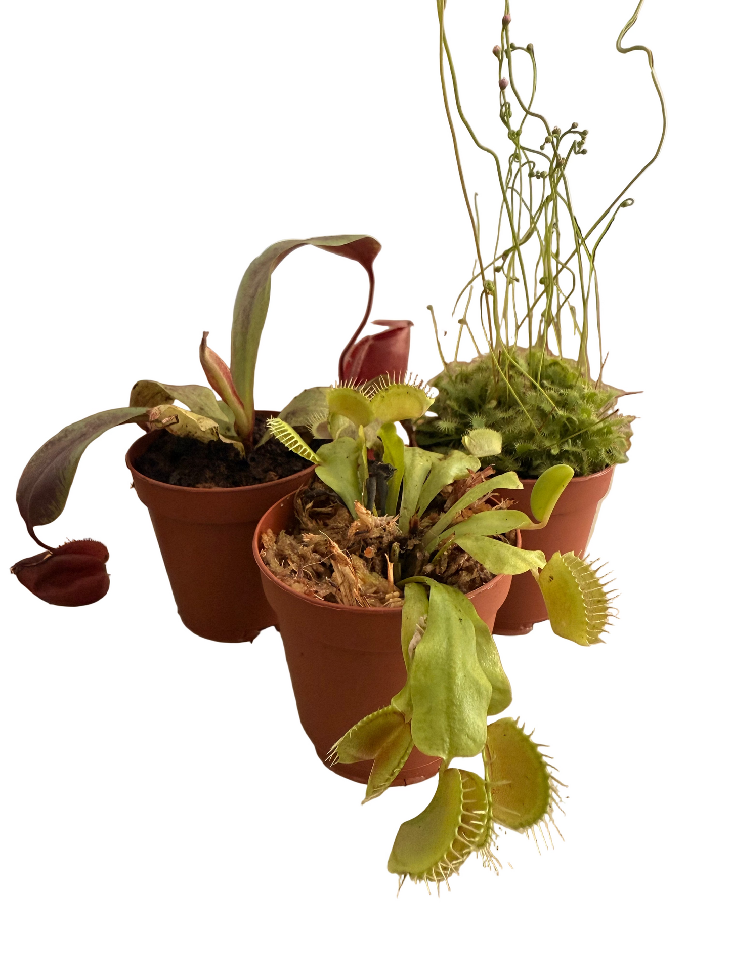 Mix of Carnivorous Live Plants - Low-Maintenance - Sundew - Sarracenia - Nepanthes - Insect-eating Plants - Terrarium Carnivorous Plants