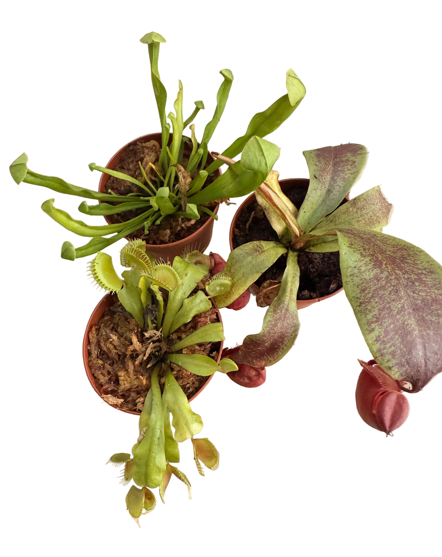 Mix of Carnivorous Live Plants - Low-Maintenance - Sundew - Sarracenia - Nepanthes - Insect-eating Plants - Terrarium Carnivorous Plants