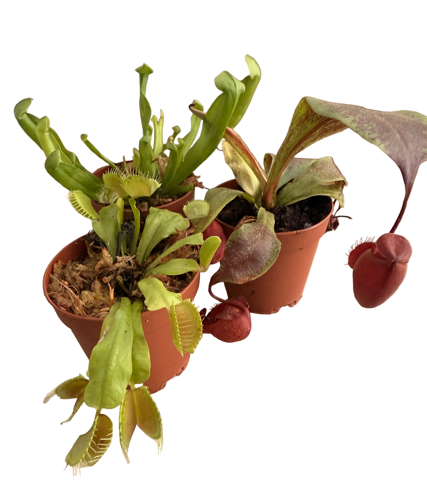 Mix of Carnivorous Live Plants - Low-Maintenance - Sundew - Sarracenia - Nepanthes - Insect-eating Plants - Terrarium Carnivorous Plants